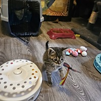 adopt a pet