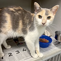 adopt a pet