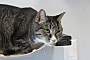 BLUSTER - Domestic Shorthair available for adoption