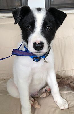 Memphis, TN - Border Collie. Meet Derrick a Pet for Adoption ...