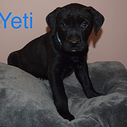 Thumbnail photo of Yeti #3