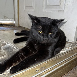 Photo of Shadow