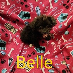 Photo of Belle (TX)