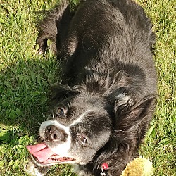 bonded pet photo