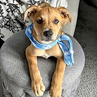 adopt a pet