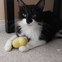 adopt a pet