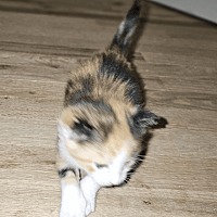 adopt-pet