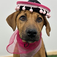 adopt a pet