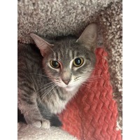 adopt-pet