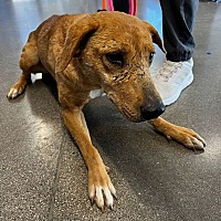 adopt a pet