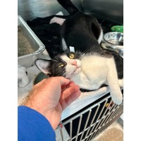 adopt-pet