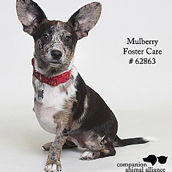 Thumbnail photo of Mulberry (Foster) #3