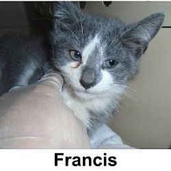 Thumbnail photo of Francis #1