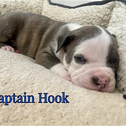 Thumbnail photo of Captain Hook #4