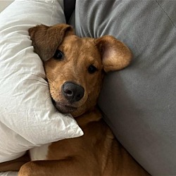 Photo of Buster PR Sato Pup