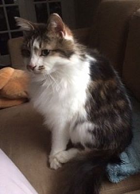 Carthage, Ms - Maine Coon. Meet Ga - Wyatt (mcr) A Pet For Adoption 