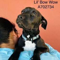 Thumbnail photo of Lil Bow Wow #3