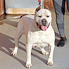 Adopt A Pet :: La Perla - Escondido, CA