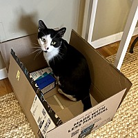adopt a pet