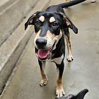 adopt a pet