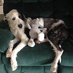 Great dane discount sheepdog