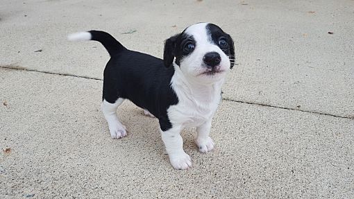 Circleville Oh Jack Russell Terrier Meet Nemo A Pet For Adoption