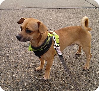 Pug and weiner dog hot sale mix