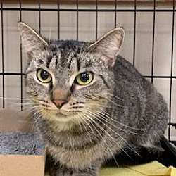 Love A Stray Cat Division In Avon Ohio