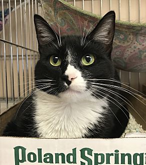 Adopt A Pet Petsmart Charities