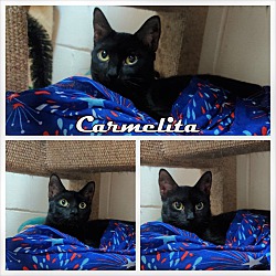 Thumbnail photo of Carmelita #4