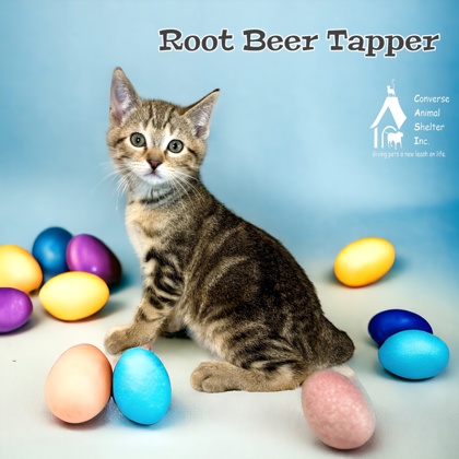 Photo of Root Beer Tapper