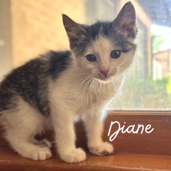 Thumbnail photo of Diane #2