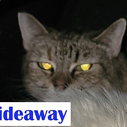Photo of Feral - Hideaway