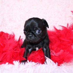 Photo of Pug Puppy Twyla