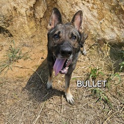 Thumbnail photo of Bullet #3