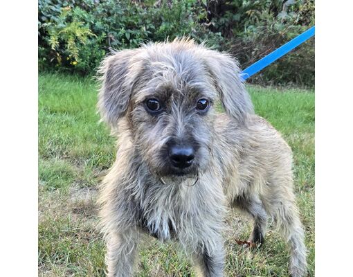 Patterson, NY - Terrier (Unknown Type, Medium)/Mixed Breed (Medium ...