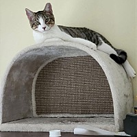 adopt a pet