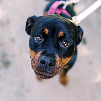 adopt-pet
