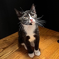 adopt a pet