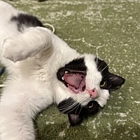 adopt a pet