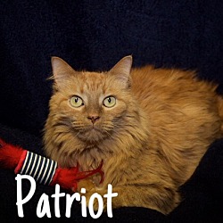 Thumbnail photo of Patriot #2