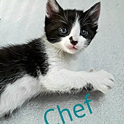 Thumbnail photo of Chef (ADOPTED!) #2