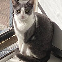 adopt a pet