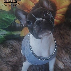 Photo of Odie