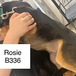 Thumbnail photo of Rosie B336 #2