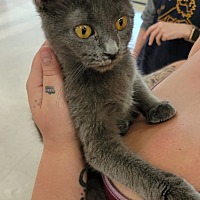 adopt a pet