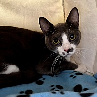 adopt a pet