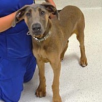 adopt a pet