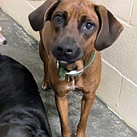 adopt a pet