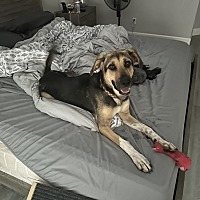 adopt a pet